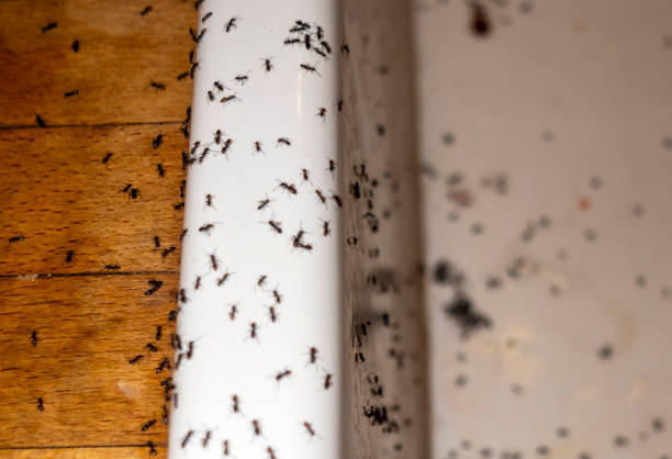 Best Ant Control Services  in Meadow Oaks, FL